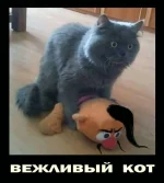 кот.webp