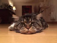 Котяра.webp