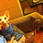 кот2.webp
