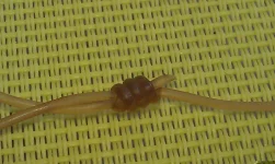 IMG-20150707-WA0006.webp