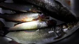 20150927_233630.webp