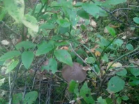 IMG_20150927_112643.webp