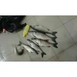 pic.webp