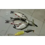 pic.webp