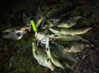 IMG_2015-11-08_013730444.webp