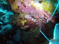 diving_aqaba.webp
