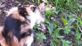 Скормили кошаку.webp