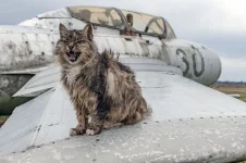котэ-живность-3345909.webp