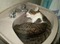 жара1.webp