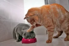 1278407600_1.webp