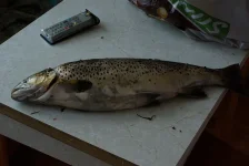IMGP5023.webp