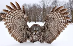 image (1)-Р.webp