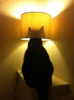 funny-cats-213-34.webp