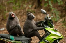 Katy-Laveck-Foster_Monkey-EscapDjpg.webp