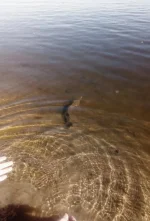 IMG_20180528_081236.webp