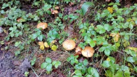 IMG_20180825_160557.webp