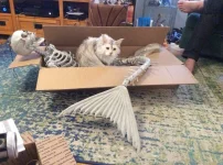 котэ-Своя-атмосфера-4685587.webp