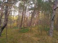 лес.webp