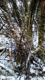 IMG_20190102_161416.webp