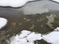 FB_IMG_1549441227437.webp