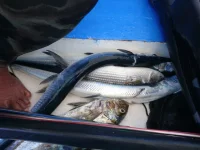 IMG-20190320-WA0207.webp