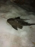 IMG-20190331-WA0001.webp