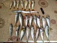 IMG-20190625-WA0002.webp