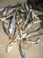 IMG-20190720-WA0033.webp