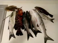 IMG-20190702-WA0010.webp