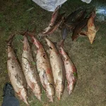 IMG_20191007_173453_160.webp