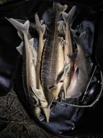 IMG-20191123-WA0014.webp