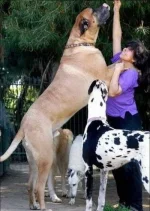1282832968_giant_dogs_03.webp
