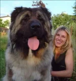 1282833020_giant_dogs_15.webp