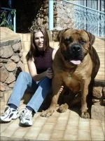 1282833039_giant_dogs_12.webp
