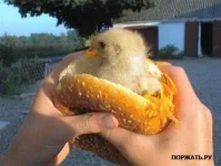 1265753777_4.webp