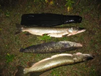 IMG_0195[1]_1024x768.webp