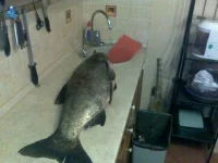 22092010118.webp