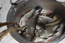 ribki 020_1202x800.webp