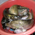 DSCN9523_.webp