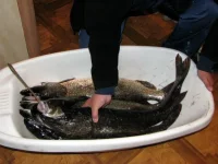 2009_IMG_9596_новый размер.webp