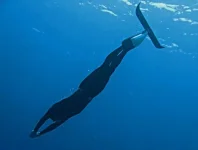 Orca_Diving.webp