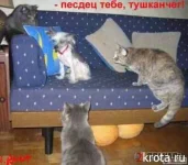 1235365290_img_2613161_99_0.webp