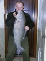 buffalo_1.webp