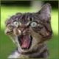 WildCat