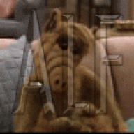 ALF