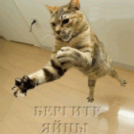 crazycat