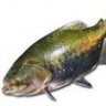 tambaki