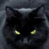 CatStyle