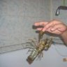 antoha79