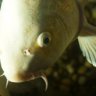 cyclop